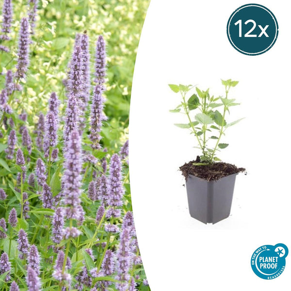 Duftnessel ‚Blue Fortune' – Agastache