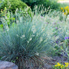 Blauschwingel ‚Intense Blue' – Festuca glauca – Ansicht 5