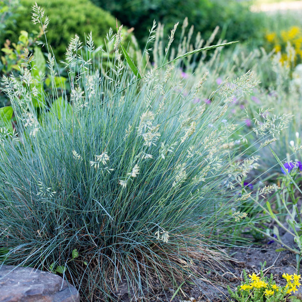 Blauschwingel ‚Intense Blue' – Festuca glauca – Ansicht 5