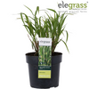 Chinaschilf ‚Strictus' – Miscanthus sinensis – Ansicht 11