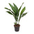 Schusterpalme – Aspidistra elatior