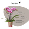 Schmetterlingsorchidee ‚Diamond El Salvador' – Phalaenopsis – Ansicht 6