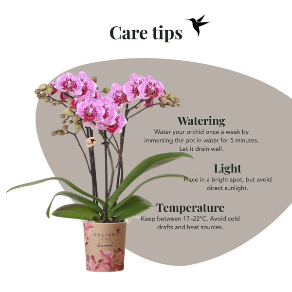 Schmetterlingsorchidee ‚Diamond El Salvador' – Phalaenopsis – Ansicht 6
