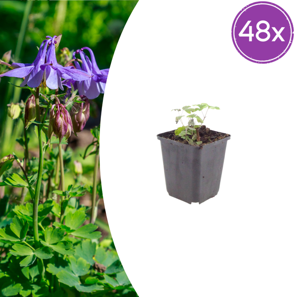 Akelei – Aquilegia vulgaris