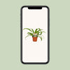 Nestfarn – Asplenium antiquum – Ansicht 4