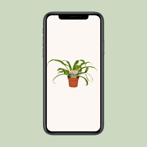 Nestfarn – Asplenium antiquum – Ansicht 4