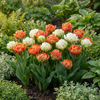 Tulpe ‚Candle Light' – Tulipa – Ansicht 2