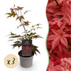 Fächerahorn ‚Atropurpureum' – Acer palmatum