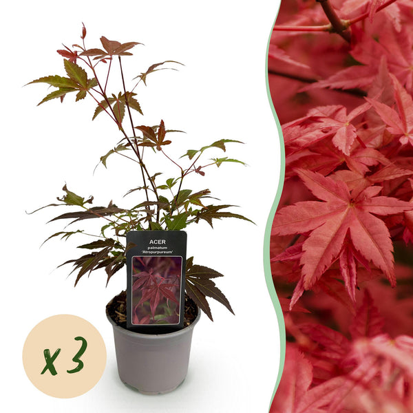 Fächerahorn ‚Atropurpureum' – Acer palmatum