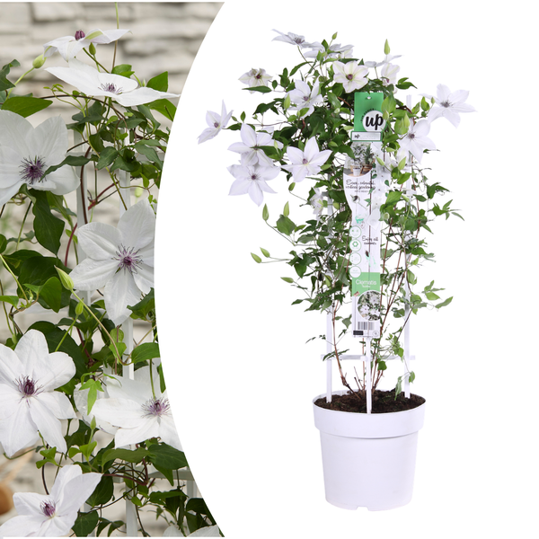 Waldrebe ‚Tsukiko' – Clematis