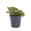Mosaikpflanze ‚Bubble Red' – Fittonia albivenis