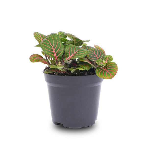 Mosaikpflanze ‚Bubble Red' – Fittonia albivenis