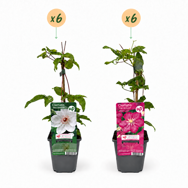 Waldreben-Set „Duo Pink & White" – Clematis in Rosa und Weiß – Ansicht 2