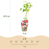 Himbeere ‚Ottawa' – Rubus idaeus – Ansicht 3
