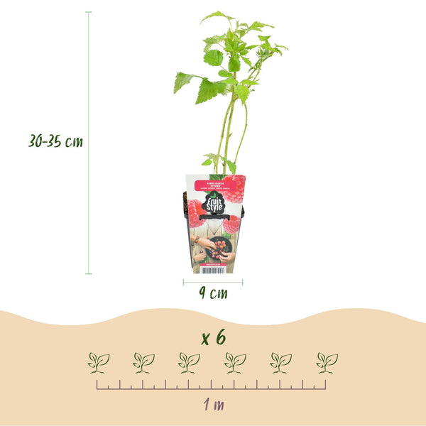 Himbeere ‚Ottawa' – Rubus idaeus – Ansicht 3