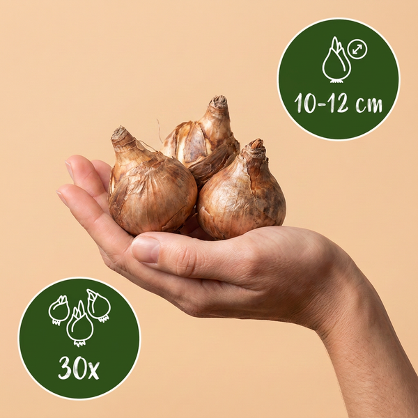 Blumenzwiebel-Set „Wet Garden" – Zwiebeln für feuchte Standorte – Ansicht 3
