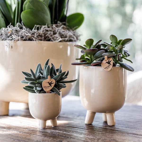 Schmetterlingsorchidee ‚Congo' – Phalaenopsis – Ansicht 4
