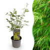 Fächerahorn ‚Emerald Lace' – Acer palmatum – Ø 12 cm · 35 cm, 1 Stück
