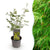 Fächerahorn ‚Emerald Lace' – Acer palmatum – Ø 12 cm · 35 cm, 1 Stück