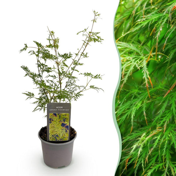 Fächerahorn ‚Emerald Lace' – Acer palmatum – Ø 12 cm · 35 cm, 1 Stück