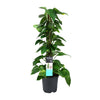 Efeutute – Epipremnum aureum