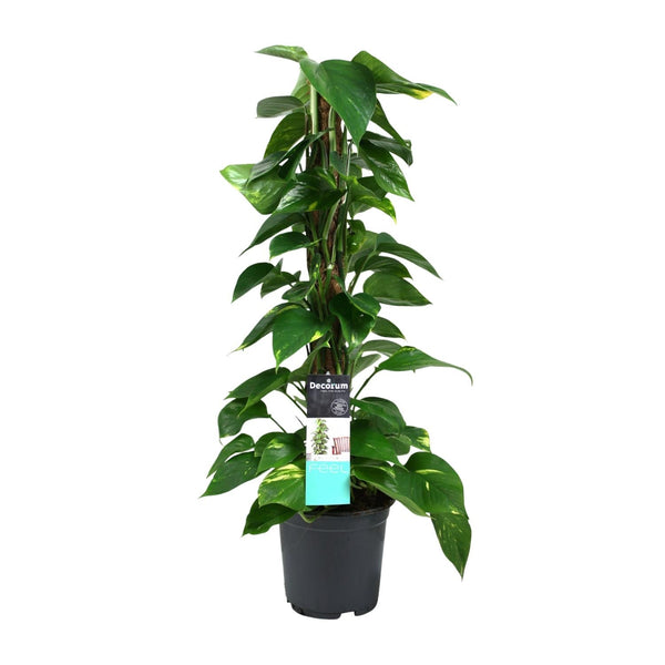 Efeutute – Epipremnum aureum