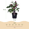 Lenzrose ‚Double Ellen Red' – Helleborus orientalis – Ansicht 3
