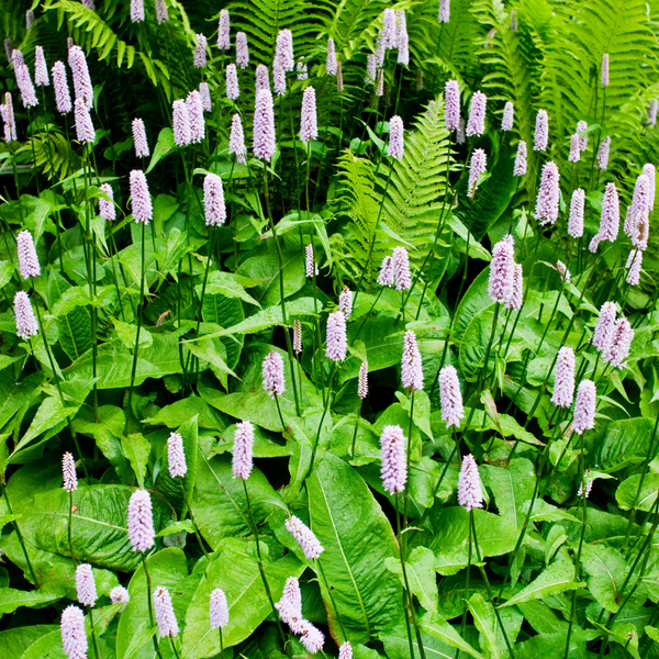 Kerzenknöterich ‚Alba' – Persicaria amplexicaulis – Ansicht 8