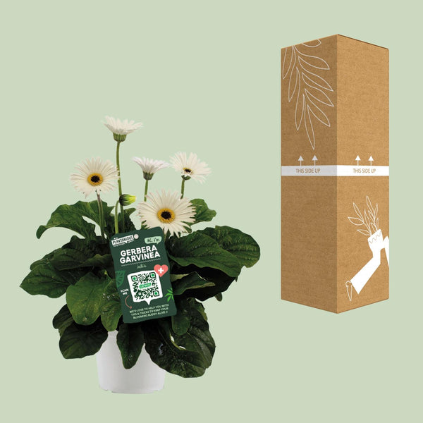 Gerbera ‚Garvinea' Weiß – Ansicht 4