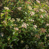 Lorbeerblättriger Schneeball Stämmchen ‚Eve Price' – Viburnum tinus – Ansicht 4