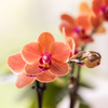 Schmetterlingsorchidee ‚Bolzano' – Phalaenopsis – Ansicht 3