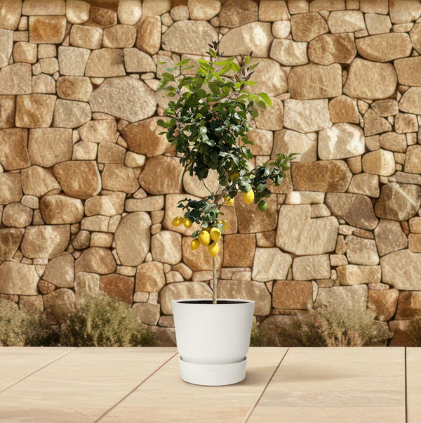 Zitronenbaum – Citrus limon – Ansicht 4