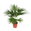 Zimmerpflanzen-Duo „Statement XL“ – Drachenbaum & Fächerpalme 150 cm – im Set enthalten: Chinesische Fächerpalme – Livistona chinensis