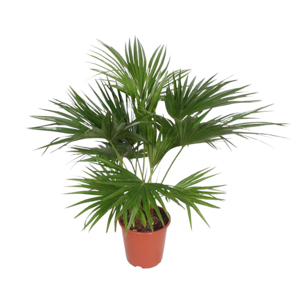 Zimmerpflanzen-Duo „Statement XL“ – Drachenbaum & Fächerpalme 150 cm – im Set enthalten: Chinesische Fächerpalme – Livistona chinensis
