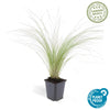 Federgras ‚Ponytails' – Stipa tenuissima – Ø 9 cm · 10–25 cm, 1 Stück
