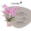 Schmetterlingsorchidee ‚Mineral Switzerland' – Phalaenopsis – Ansicht 5