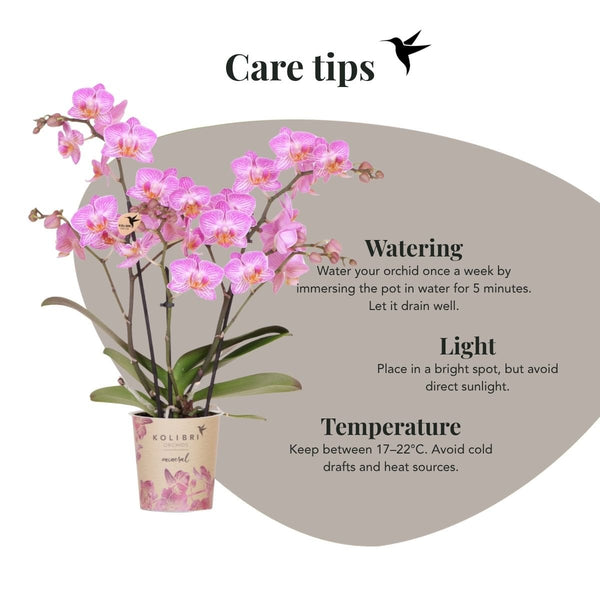 Schmetterlingsorchidee ‚Mineral Switzerland' – Phalaenopsis – Ansicht 5
