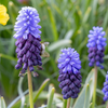 Breitblättrige Traubenhyazinthe – Muscari latifolium