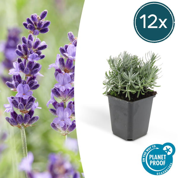 Lavendel ‚Hidcote' – Lavandula angustifolia