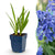 Schmucklilie – Agapanthus africanus – 1 Stück