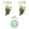 Himmelsbambus ‚Gulfstream' – Nandina domestica – Ansicht 9
