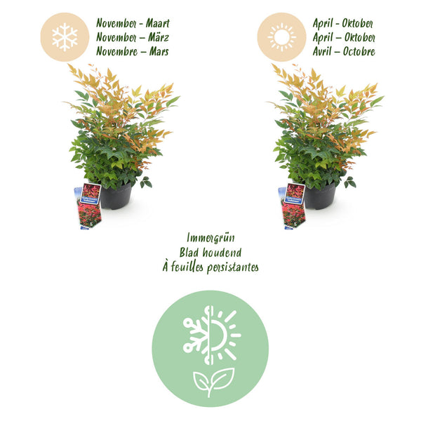 Himmelsbambus ‚Gulfstream' – Nandina domestica – Ansicht 9