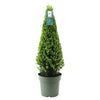 Stechpalme Pyramide – Ilex – Ansicht 4