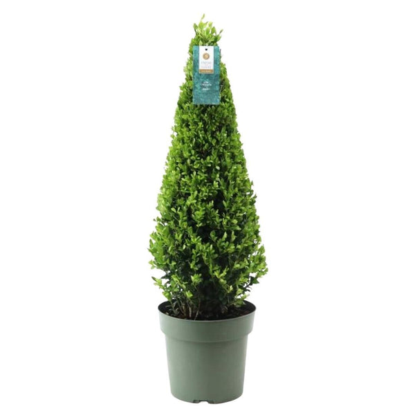 Stechpalme Pyramide – Ilex – Ansicht 4