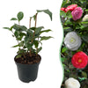 Kamelie ‚Tricolour' – Camellia japonica