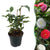Kamelie ‚Tricolour' – Camellia japonica