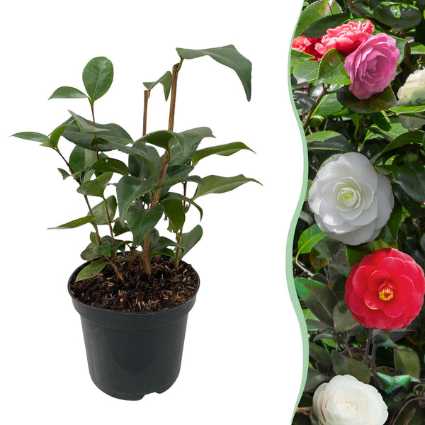 Kamelie ‚Tricolour' – Camellia japonica