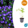 Storchschnabel ‚Johnson's Blue' – Geranium