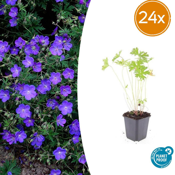 Storchschnabel ‚Johnson's Blue' – Geranium