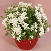 Glockenblume ‚Addenda Ambella' – Campanula – Ansicht 4